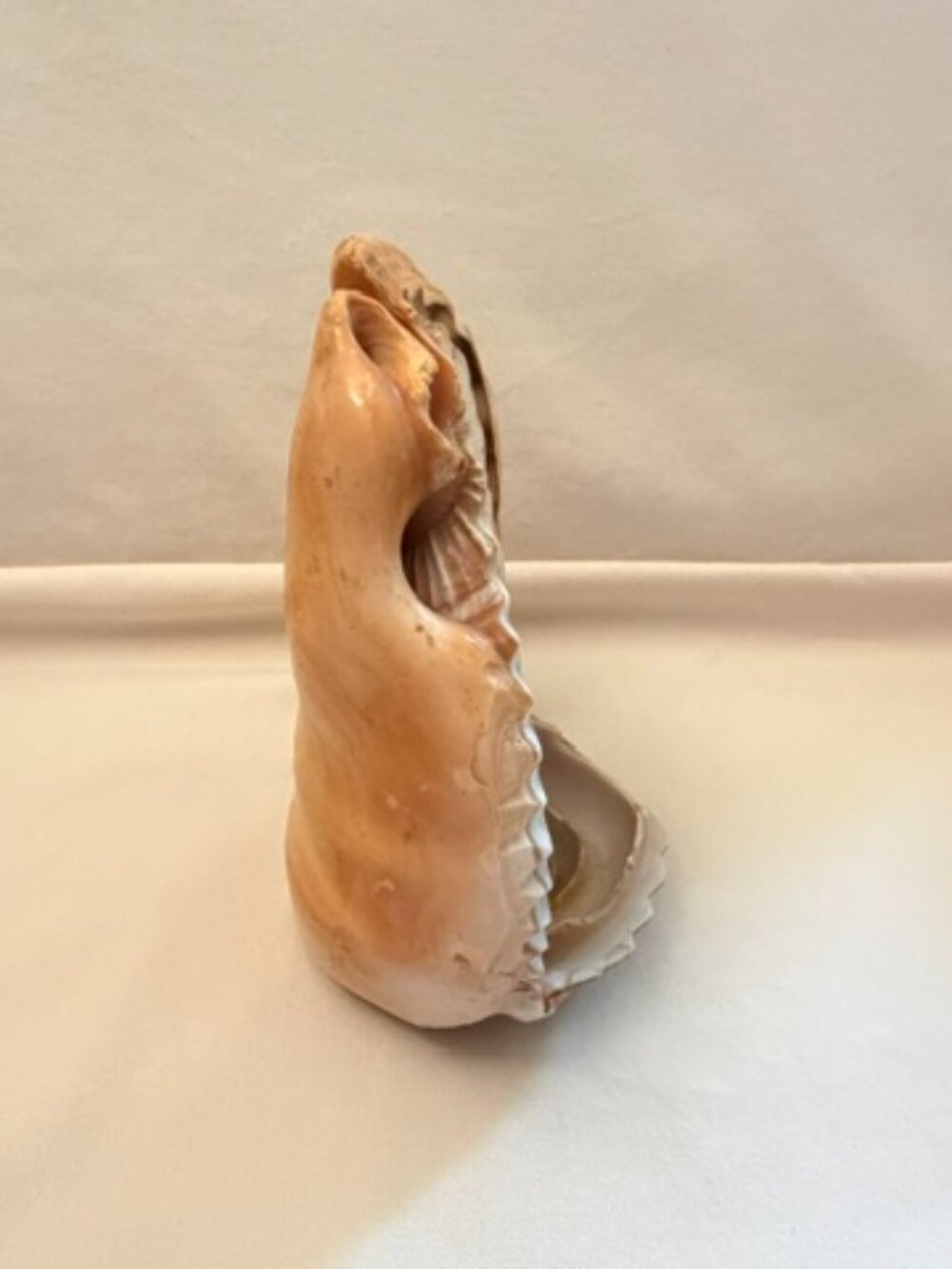 Vintage Seashell Art - Picture 4 of 7